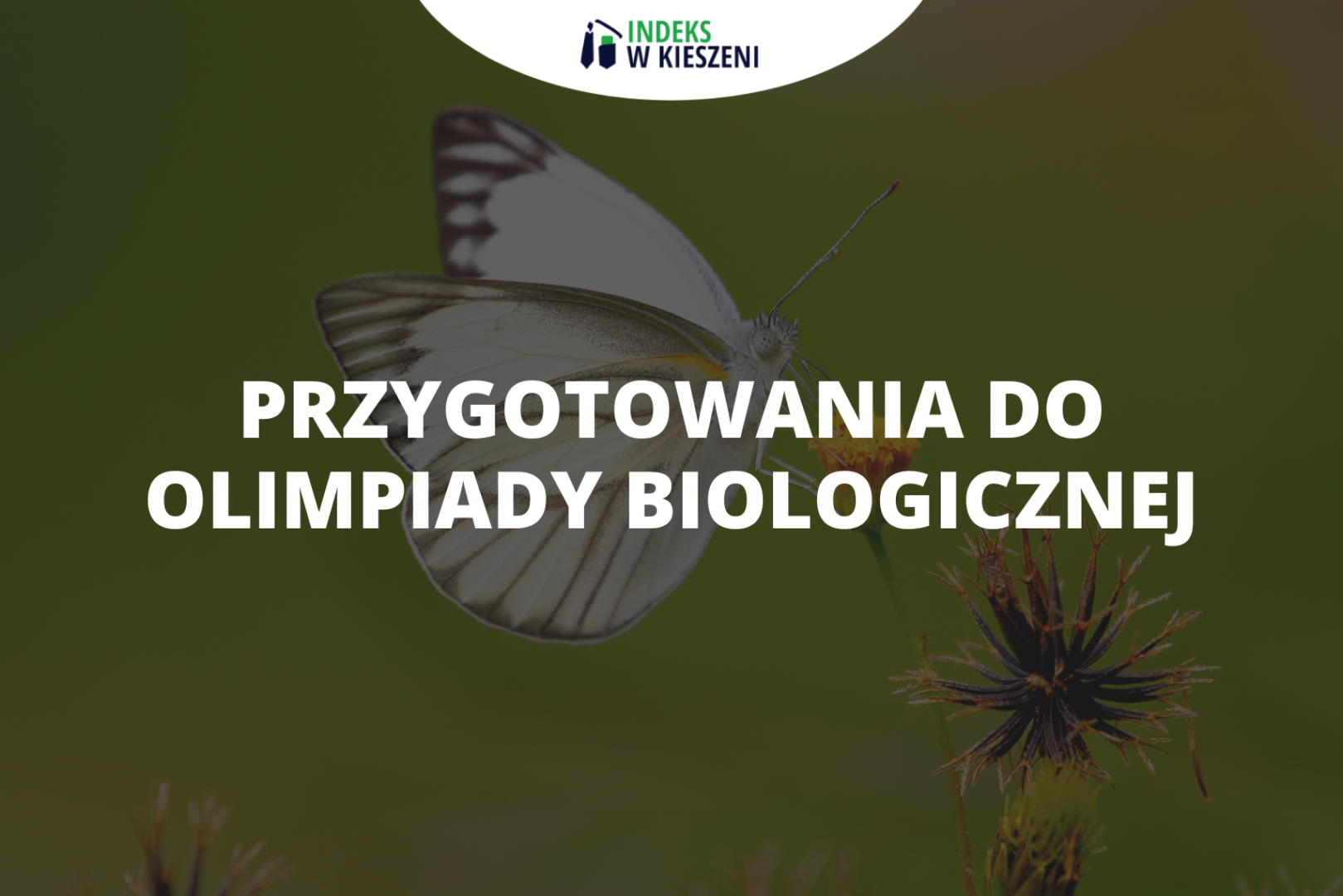 Przygotowanie do Olimpiady Biologicznej – jak skutecznie się uczyć?