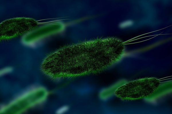Stado zielonych bakterii
