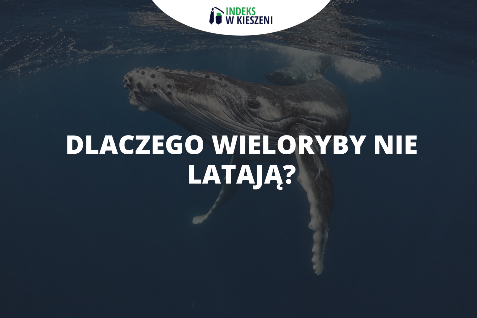 Dlaczego wieloryby nie latają? – matura z fizyki na trochę mniej poważnie