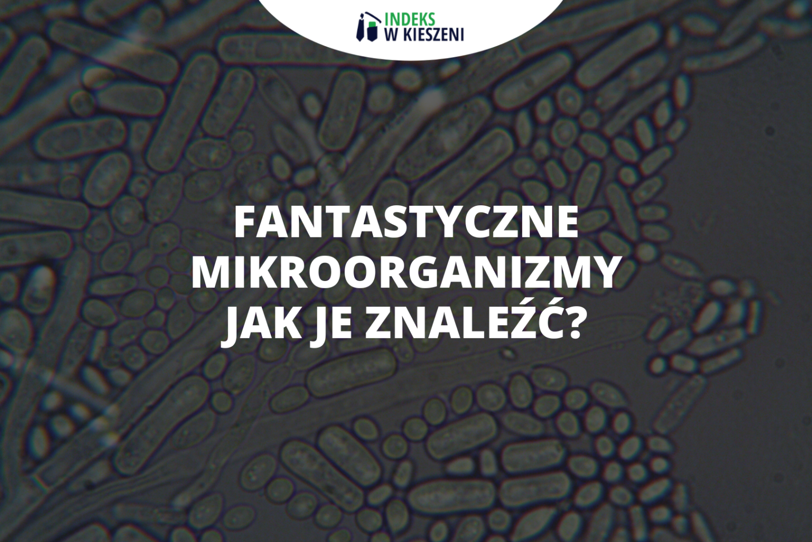 Fantastyczne mikroorganizmy - jak je znaleźć?