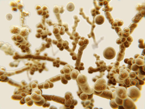Niepozorne brązowe grzyby pod mikroskopem
