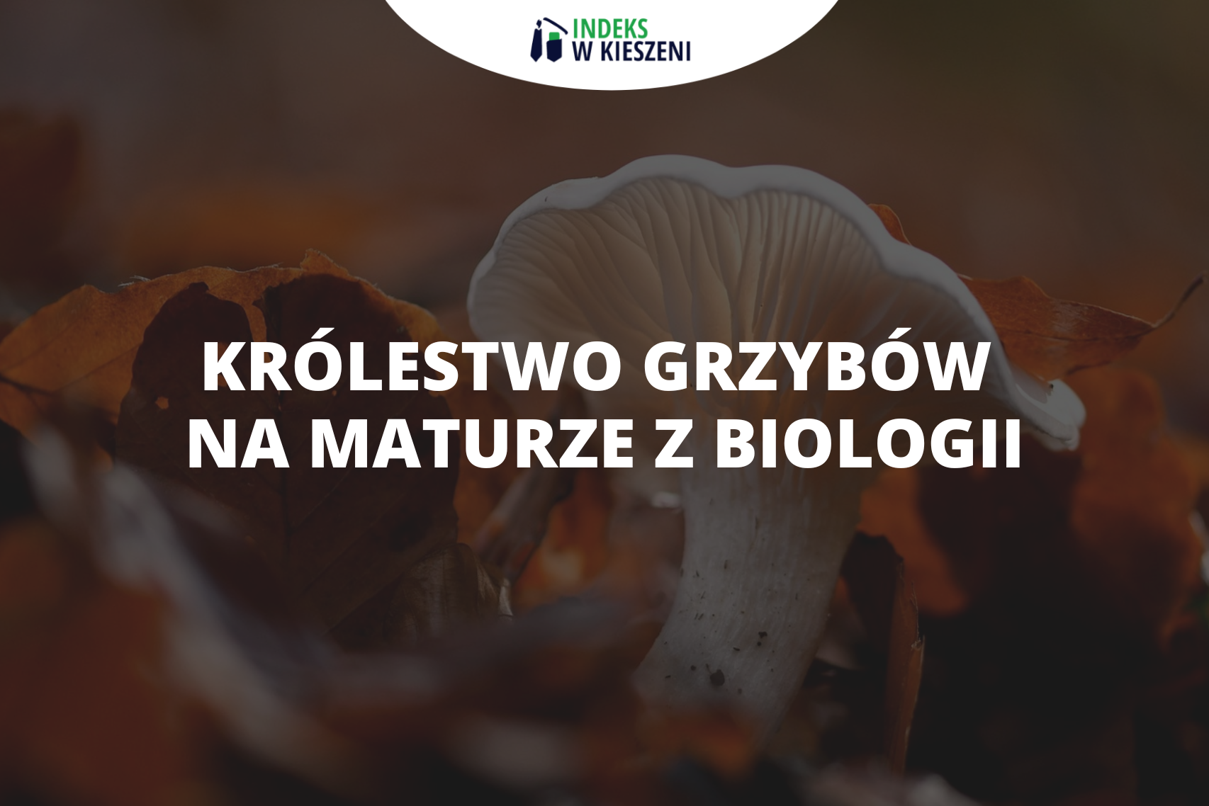 Grzyby na maturze z biologii: sprawdź, co musisz wiedzieć!