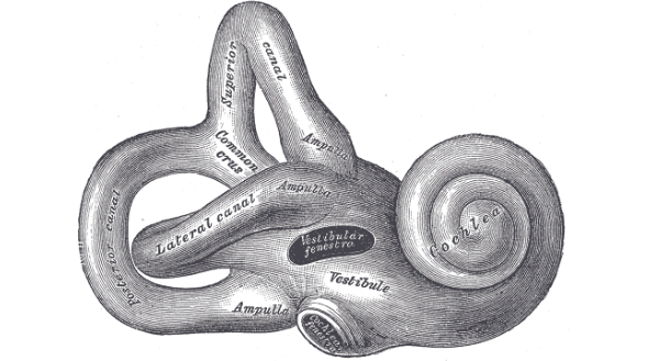 Jak zbudowane jest ucho wewnętrzne?