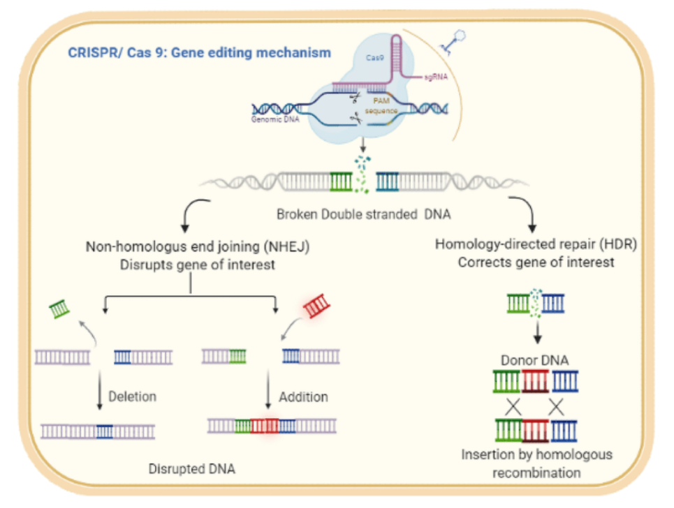 Człowiek 2.0 i CRISPR-Cas9