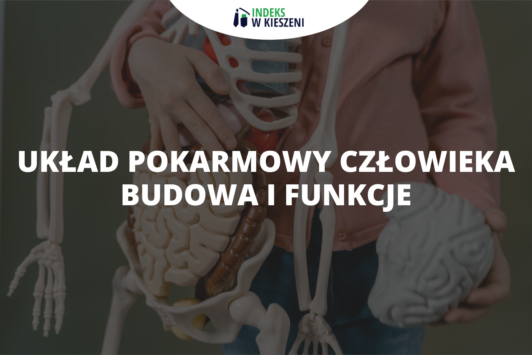 Układ pokarmowy człowieka – budowa i funkcje, które trzeba znać