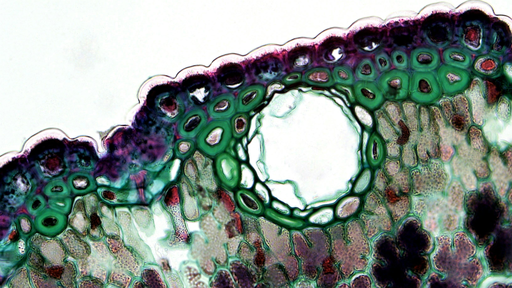 praca-na-olimpiade-biologiczna