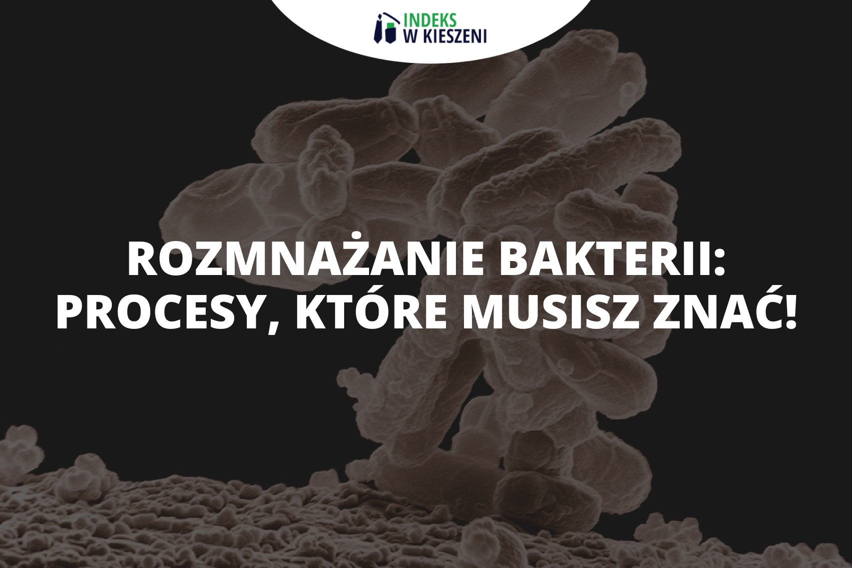 Rozmnażanie bakterii – procesy, które musisz znać!