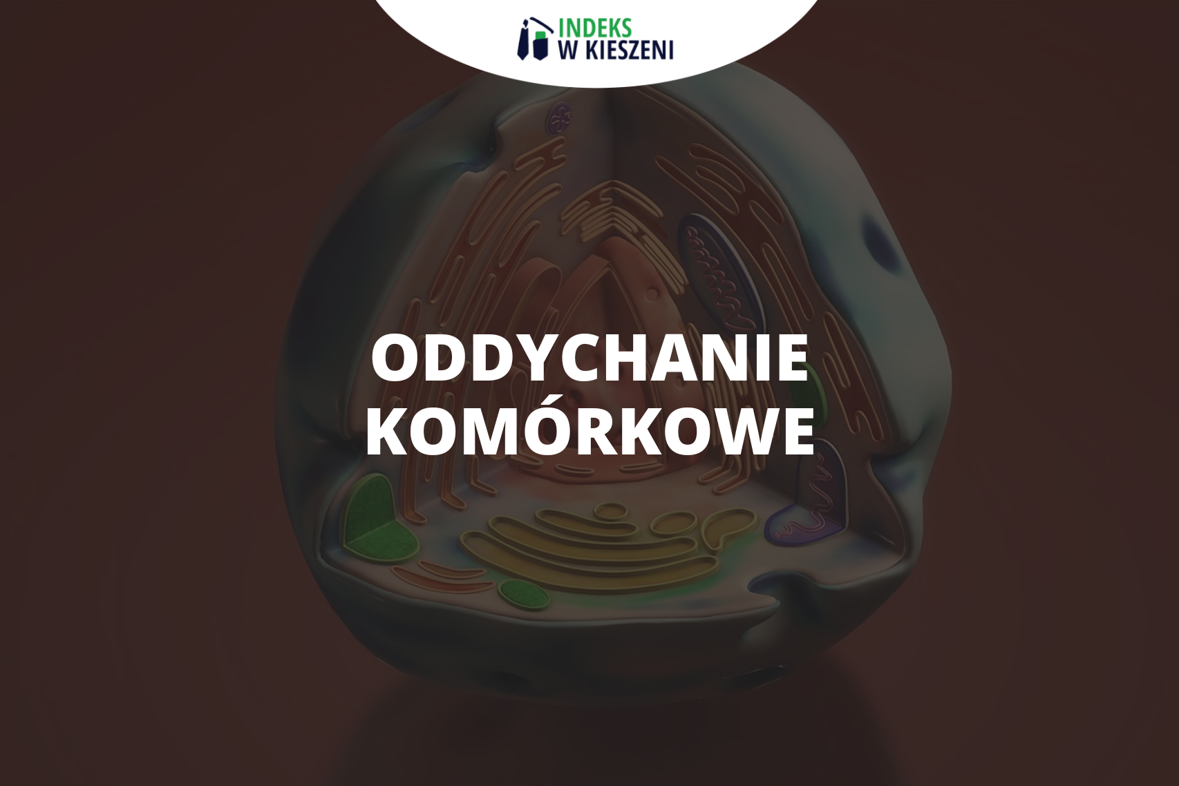 Co to jest oddychanie komórkowe? Definicja i opis etapów procesu