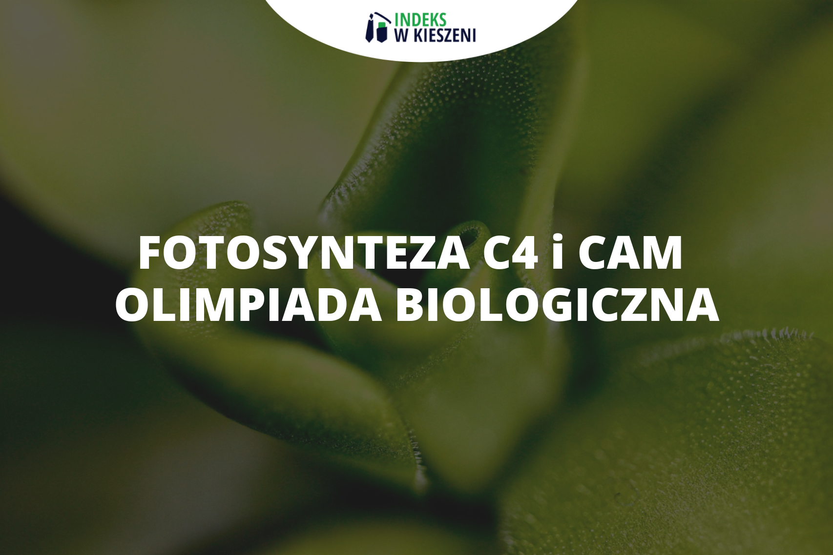 Fotosynteza C4 i CAM – Olimpiada Biologiczna, ważne informacje