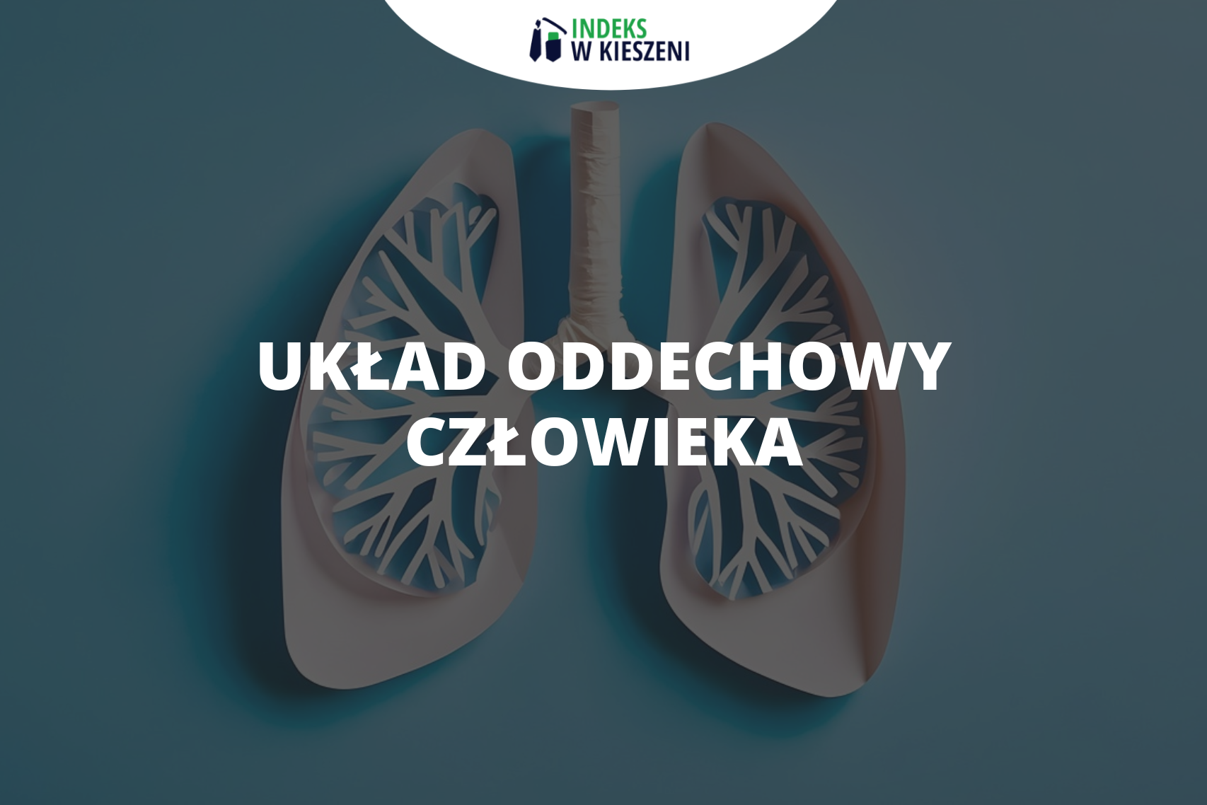 Układ oddechowy człowieka – elementy, budowa i funkcje