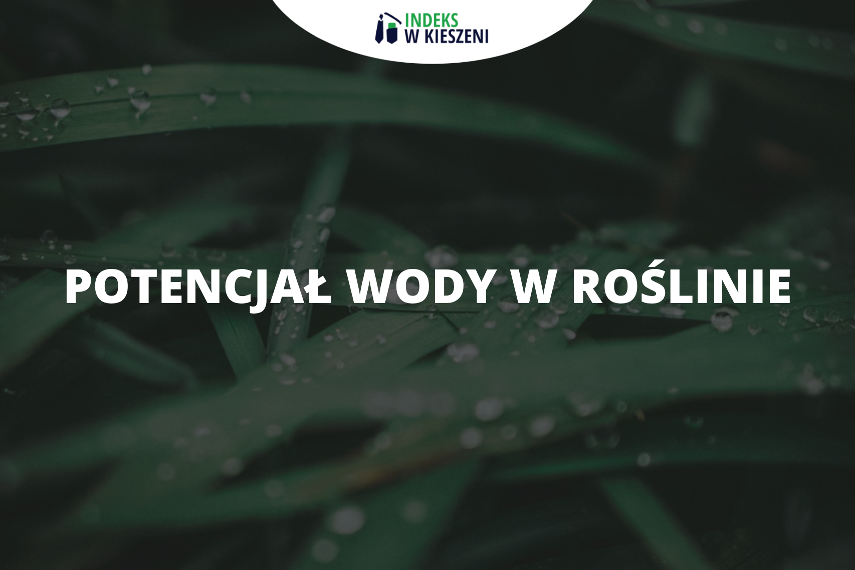 Potencjał wody w roślinie na maturze i Olimpiadzie Biologicznej